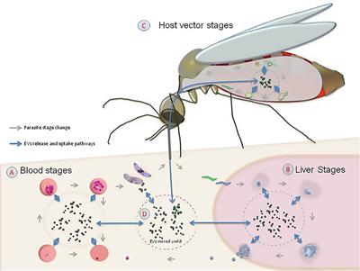 Extracellular Vesicles Could Carry an Evolutionary Footprint in Interkingdom Communication